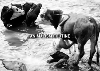 cover-ANIMALISM-ROUTINE
